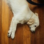 Timber floor maintenance