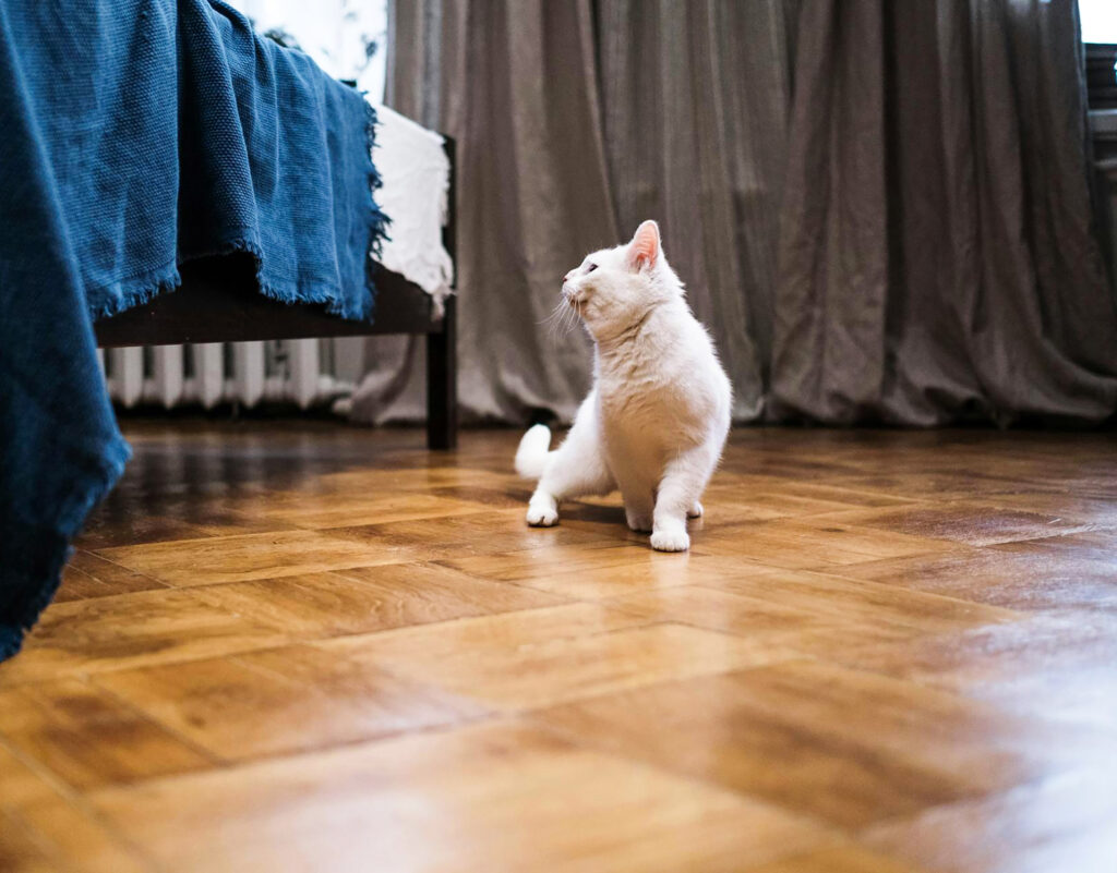 Cat on a polished hardwood floor